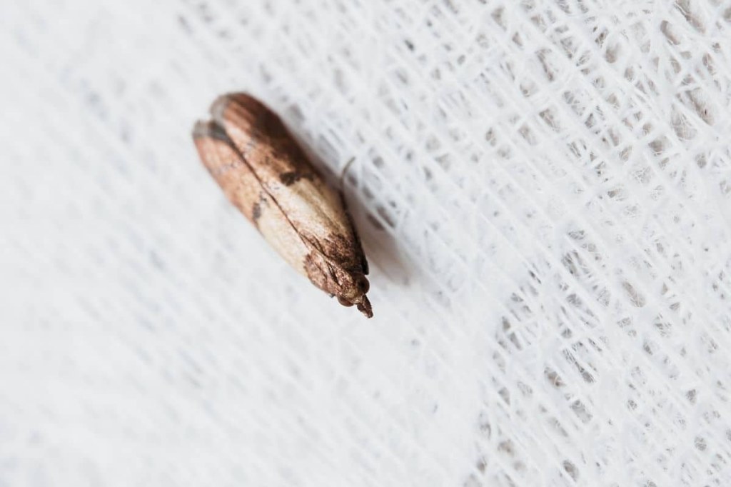 Picture of: Get Rid Of Pantry Moths Naturally: Expert Steps And Tips